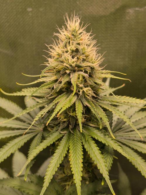 G13 Haze. Week 10