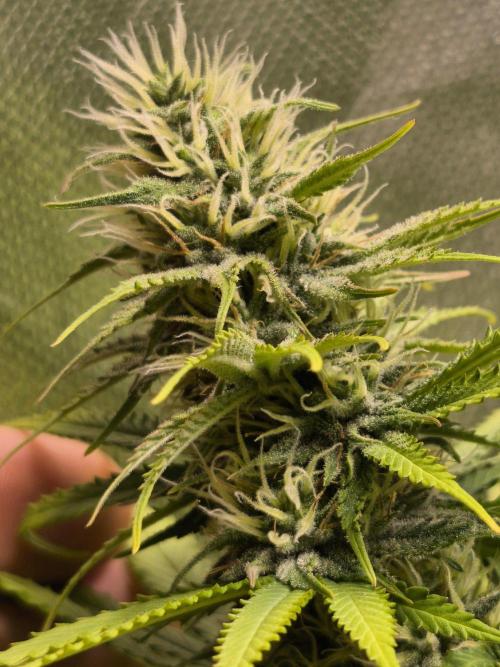 G13 Haze. Week 10