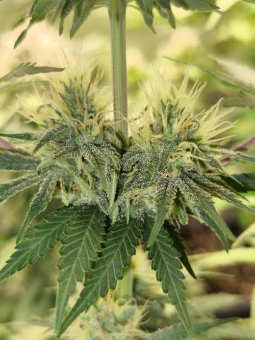 G13 Haze. Week 10
