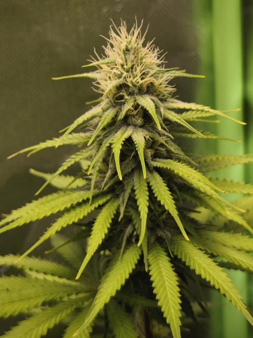 G13 Haze. Week 10