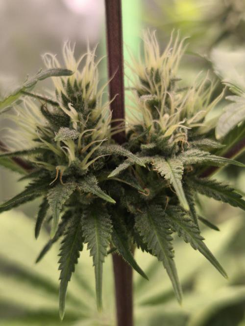 G13 Haze. Week 10