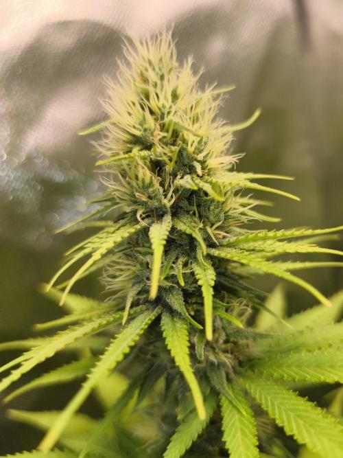 G13 Haze. Week 10