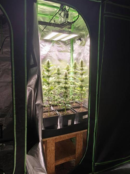 G13 Haze. Week 10