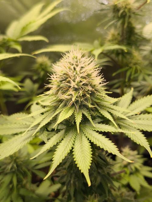 G13 Haze. Week 10 - Bubble Gum. pollinated bottom branches with selected G13 Haze male