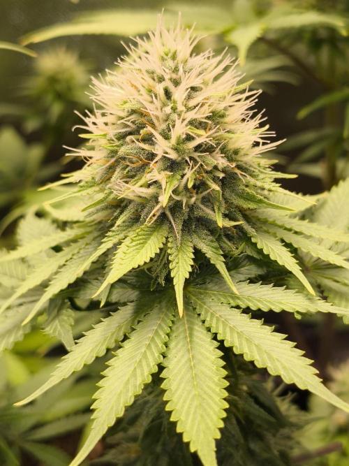 Grow Tent S888 96x96x80. Week 10