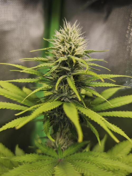G13 Haze. Week 10