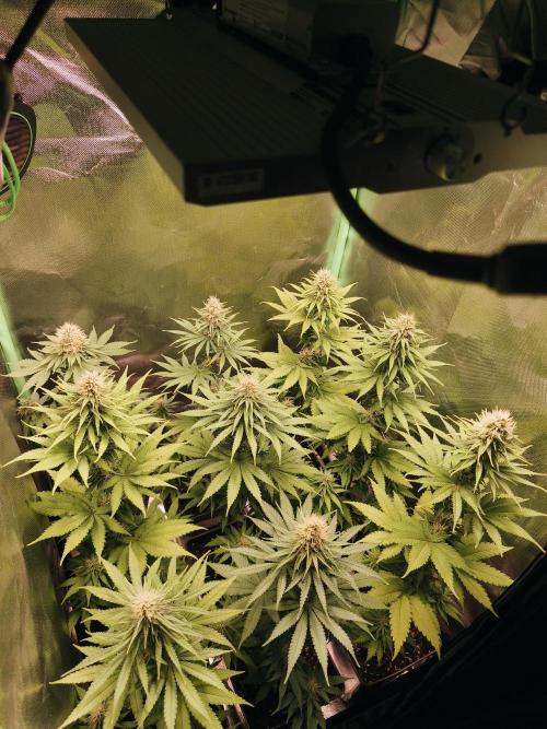 G13 Haze. Week 10