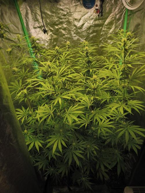 Jack Herer F2-Generation. Week 8