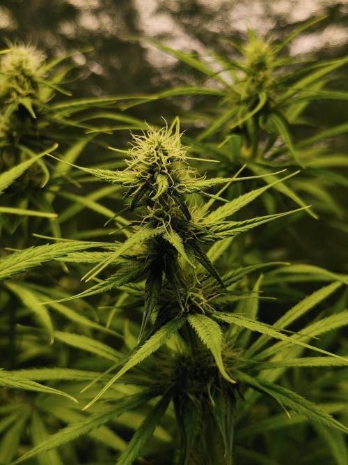 Jack Herer Reg. Week 8