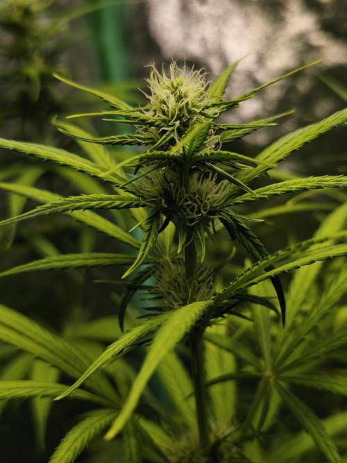 Jack Herer F2-Generation. Week 8