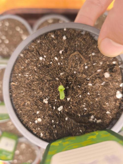 Green House Seed Co. Blind Drop. Week 0 - 03.10
