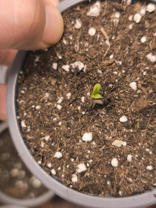 Green House Seed Co. Blind Drop. Week 0 - 03.10