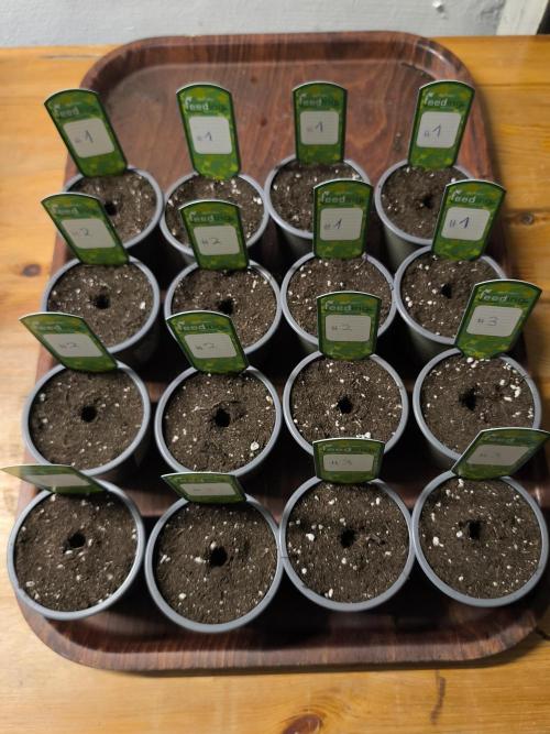 Green House Seed Co. Blind Drop. Week 0 - 30.09