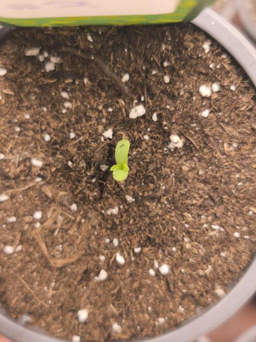 Green House Seed Co. Blind Drop. Week 0 - 03.10