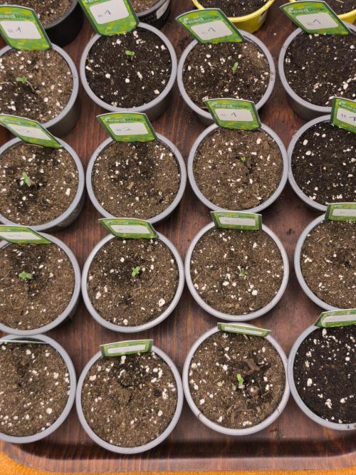 Green House Seed Co. Blind Drop. Week 0 - 03.10