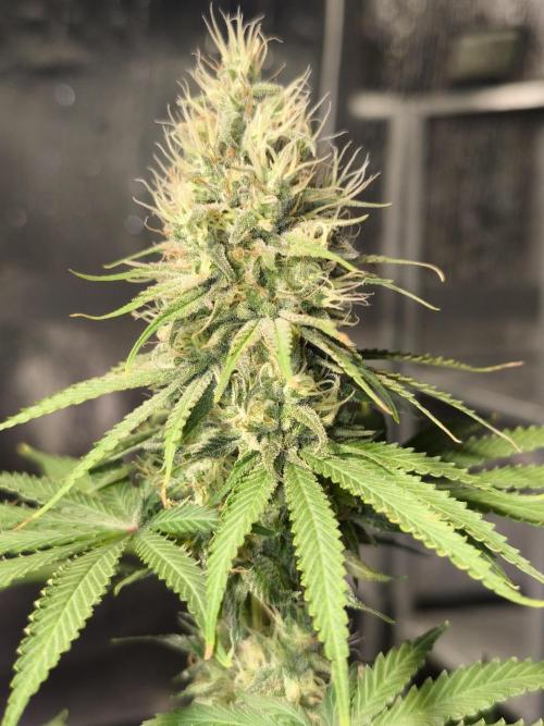 G13 Haze. Week 11