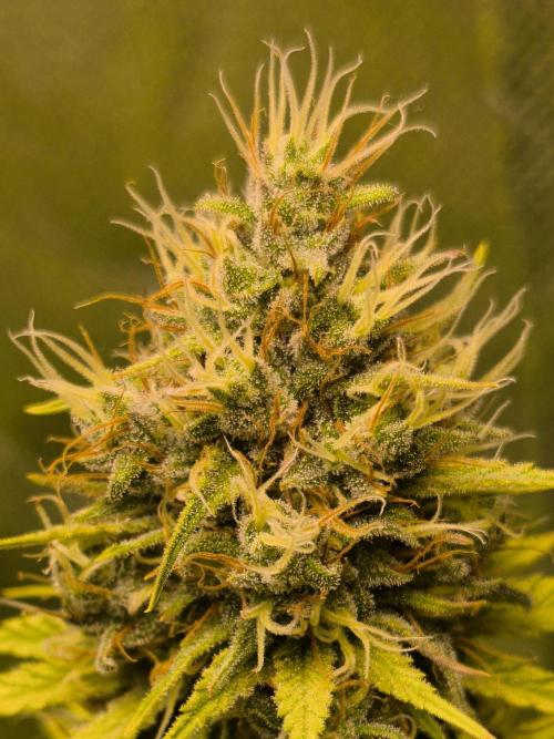 G13 Haze. Week 11