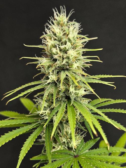 G13 Haze. Week 11