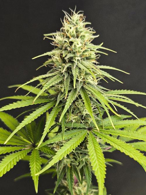 G13 Haze. Week 11