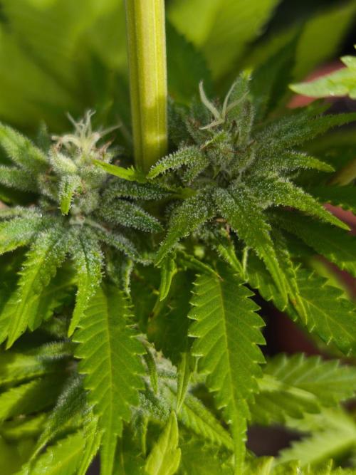 Grow Tent S888 96x96x80. Week 11