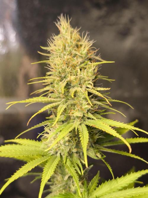 G13 Haze. Week 11
