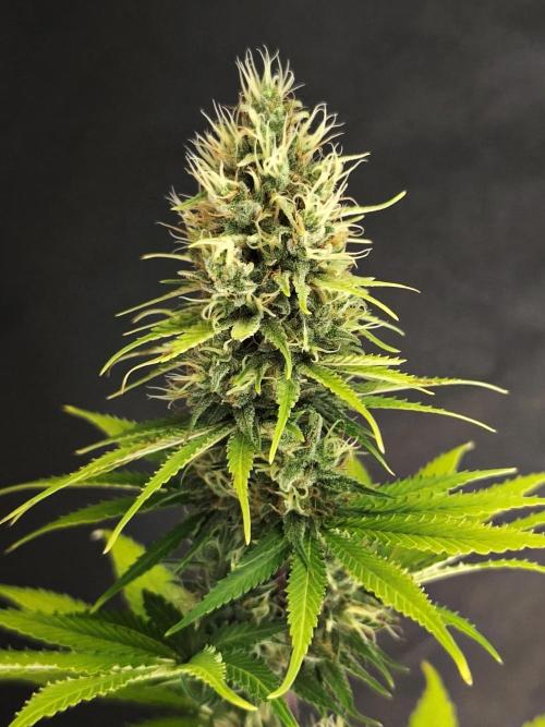 G13 Haze. Week 11