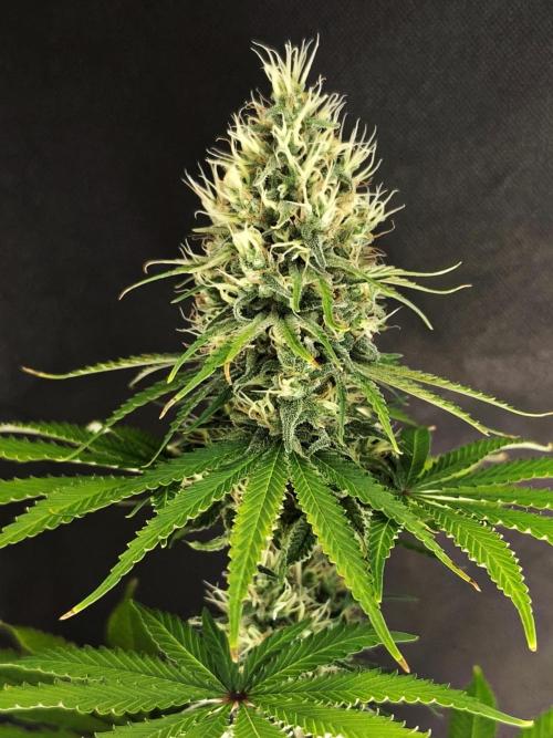 G13 Haze. Week 11