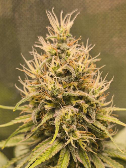 G13 Haze. Week 11