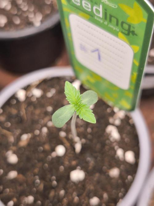 Green House Seed Co. Blind Drop. Week 1