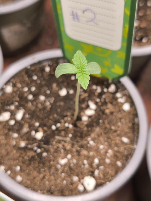 Green House Seed Co. Blind Drop. Week 1