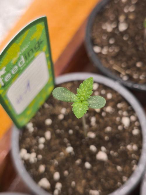 Green House Seed Co. Blind Drop. Week 1