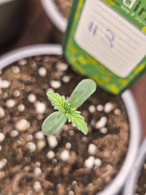 Green House Seed Co. Blind Drop. Week 1