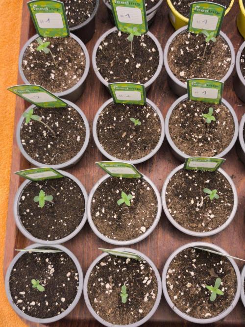 Green House Seed Co. Blind Drop. Week 1