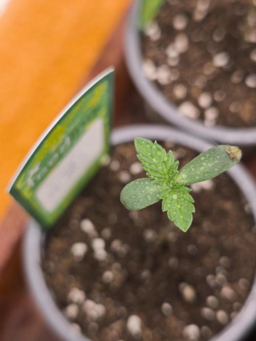 Green House Seed Co. Blind Drop. Week 1