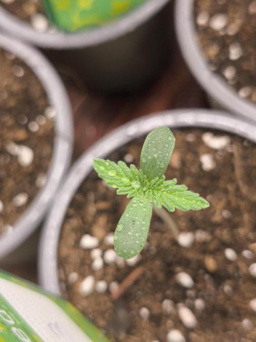 Green House Seed Co. Blind Drop. Week 1