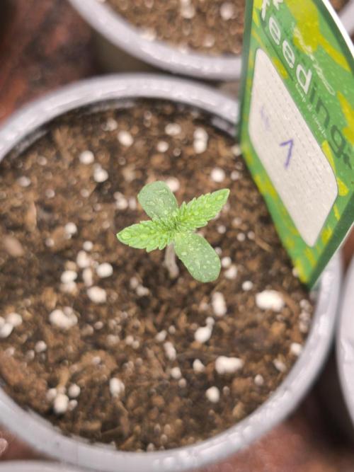 Green House Seed Co. Blind Drop. Week 1
