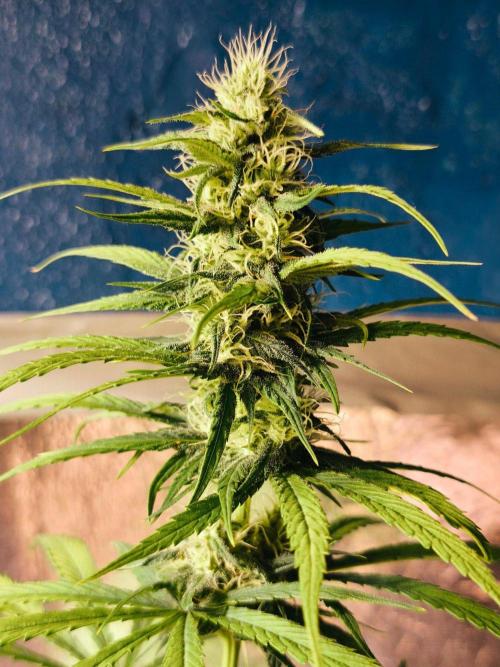 Jack Herer F2-Generation. Week 9