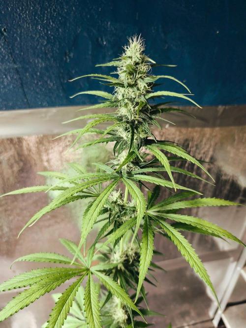 Jack Herer F2-Generation. Week 9