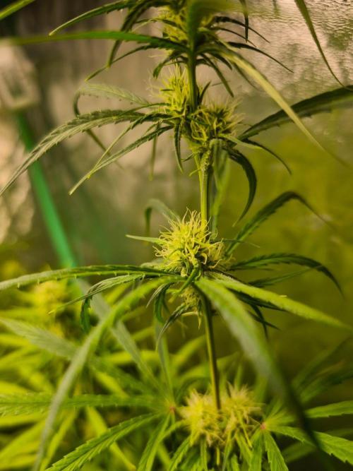 Jack Herer F2-Generation. Week 9