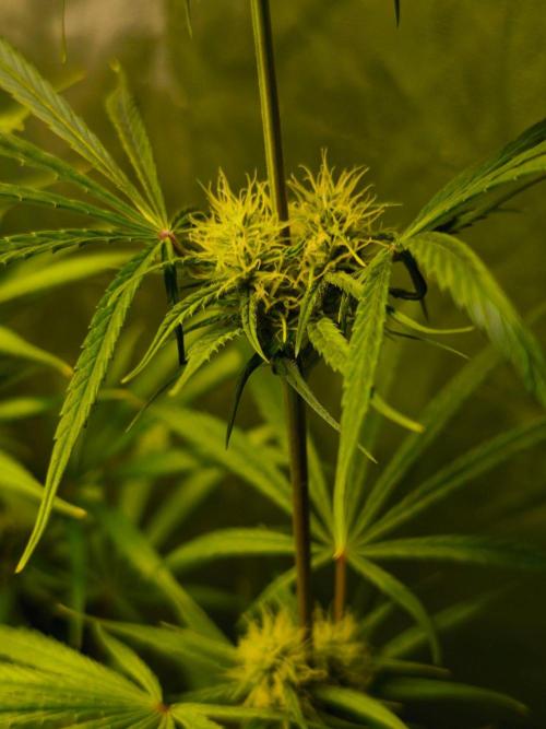 Jack Herer F2-Generation. Week 9