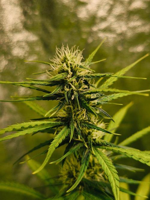 Jack Herer F2-Generation. Week 9