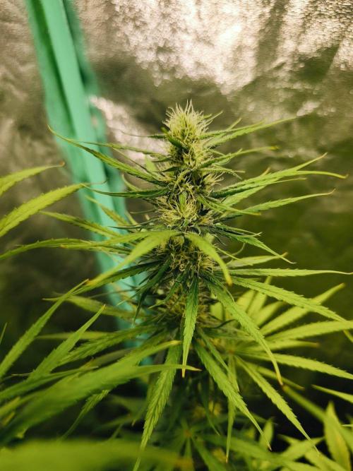 Jack Herer F2-Generation. Week 9