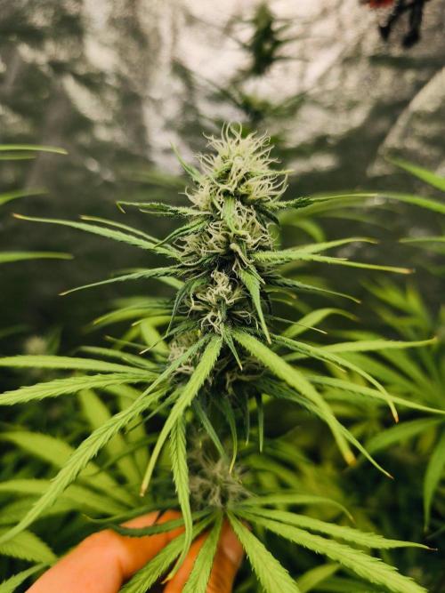 Jack Herer F2-Generation. Week 9