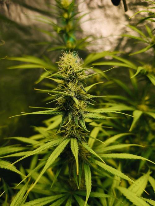 Jack Herer F2-Generation. Week 9