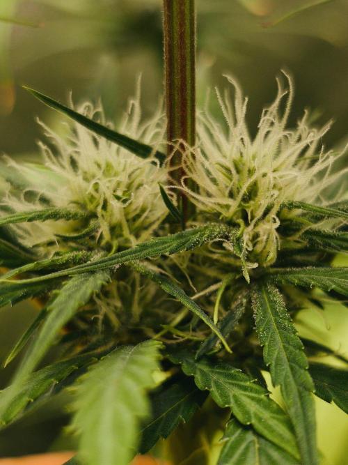 Jack Herer F2-Generation. Week 9
