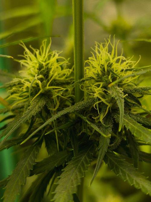 Jack Herer F2-Generation. Week 9