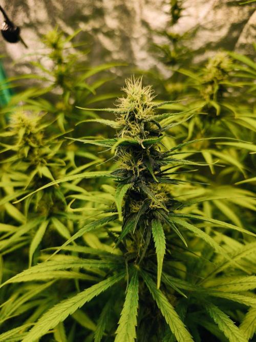 Jack Herer F2-Generation. Week 9