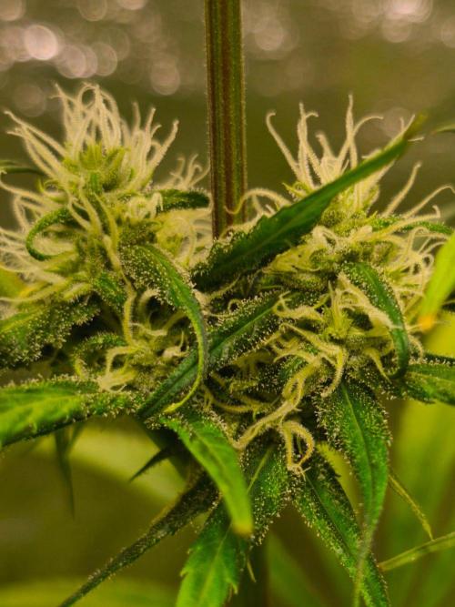 Jack Herer F2-Generation. Week 9