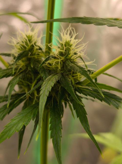 Jack Herer F2-Generation. Week 9