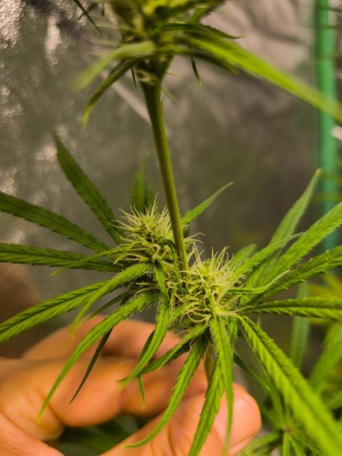Jack Herer F2-Generation. Week 9